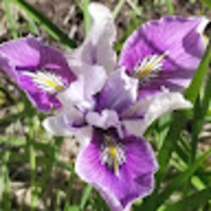 Meet your Posher, Rose